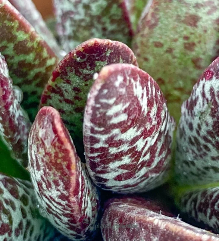 Adromischus Maculatus — Hauptfoto