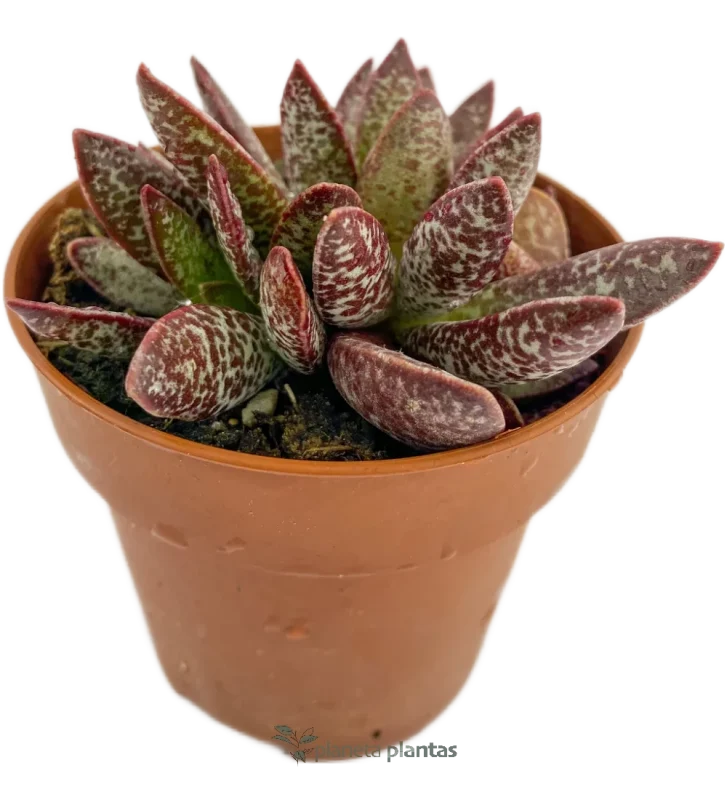 Adromischus Maculatus