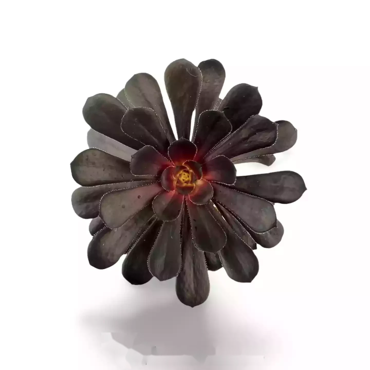 Aeonium Arboreum Schwarzer Rosenbaum