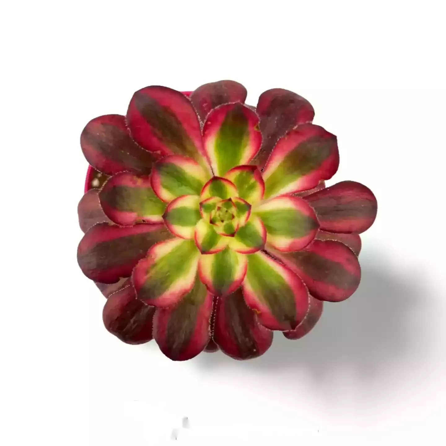 Aeonium Roter Granatgelber bunter Vulkan