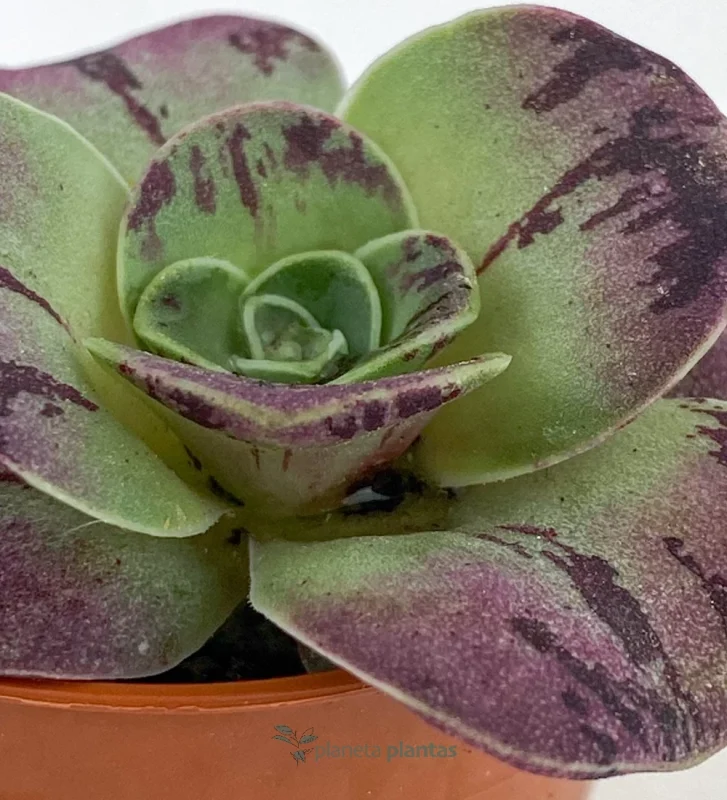 Goldene Bea - (Aeonium Aureum) — Hauptfoto