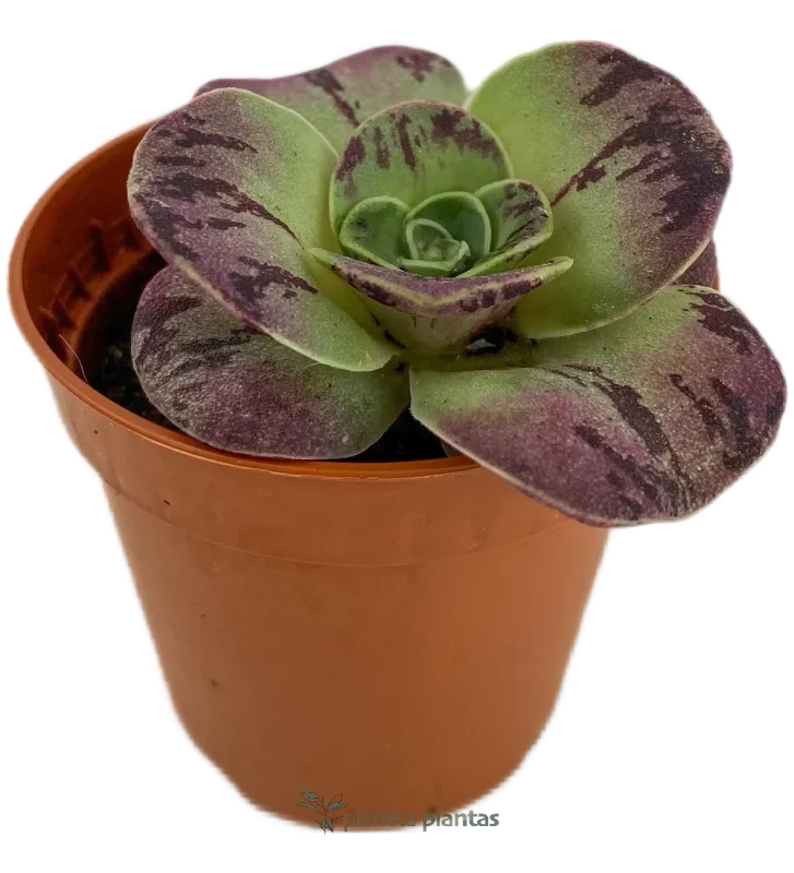 Goldene Bea - (Aeonium Aureum)