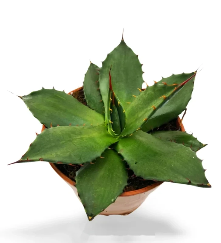 Agave Flexispina — Hauptfoto