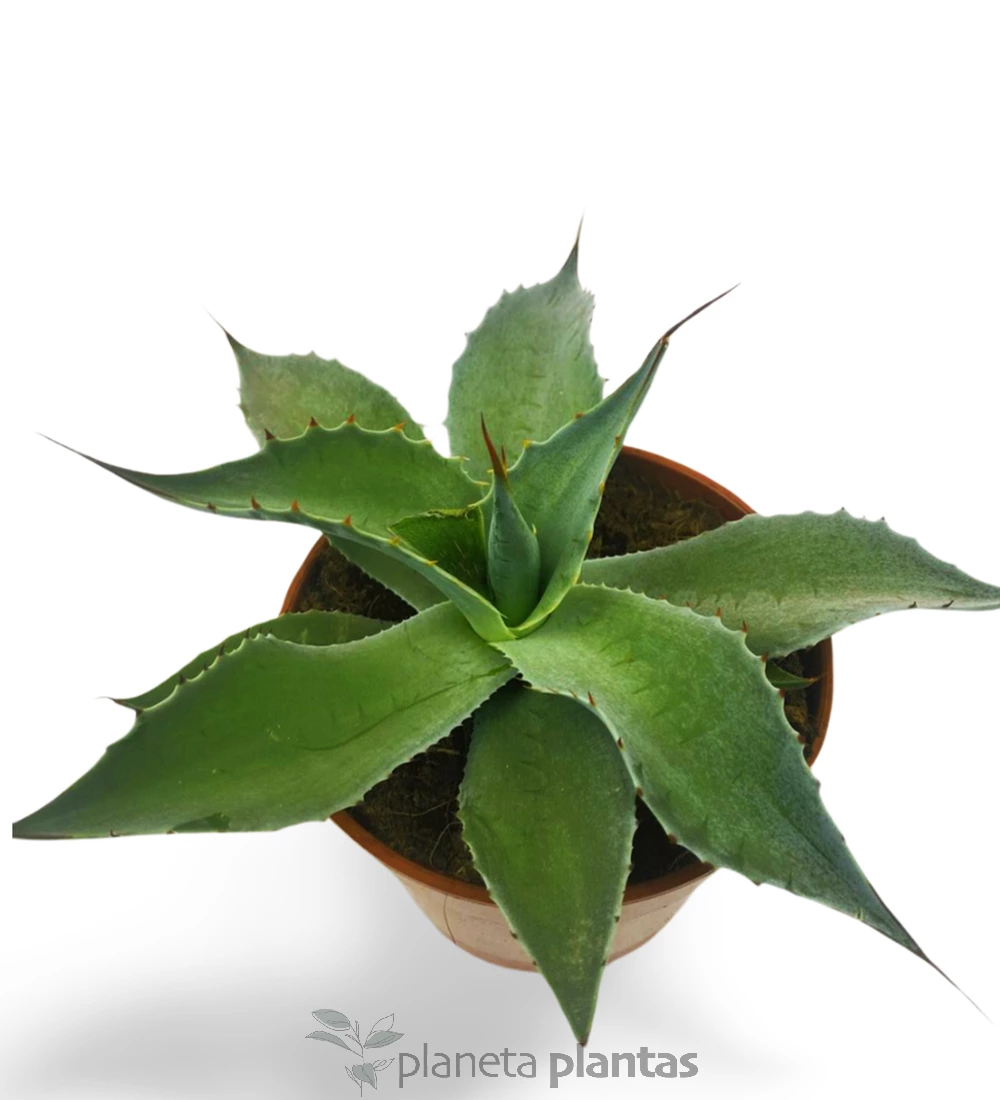 Agave Ovatifolia