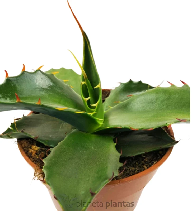 Agave Parryi huachucensis — Hauptfoto
