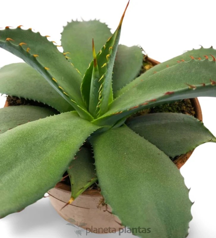 Agave Parryi truncata — Hauptfoto