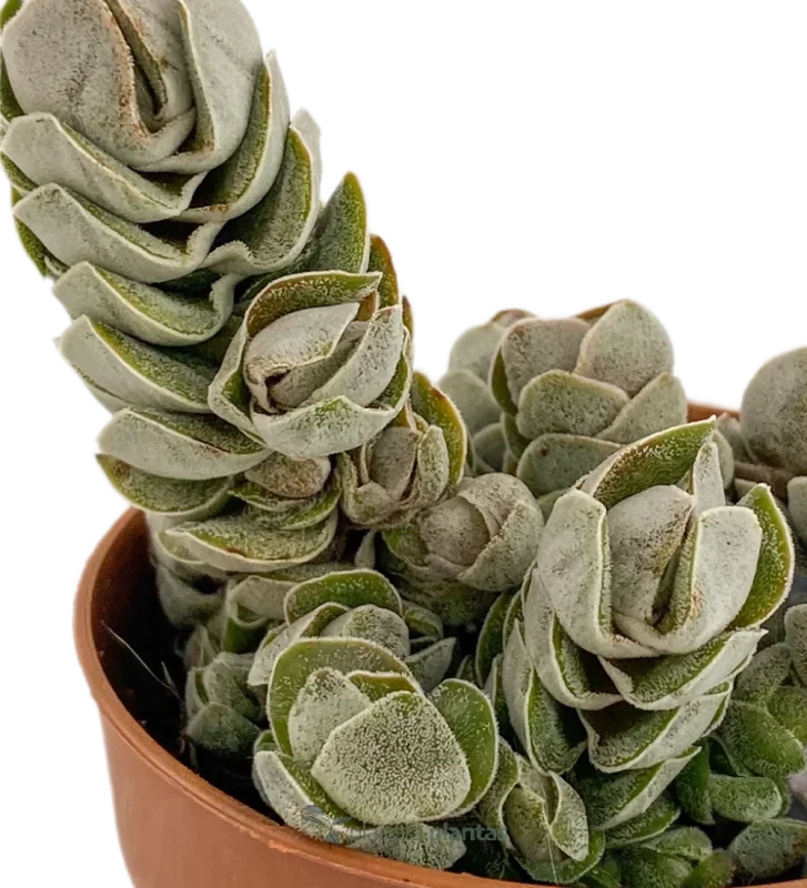 Crassula-Elfenbein-Pagode — Hauptfoto