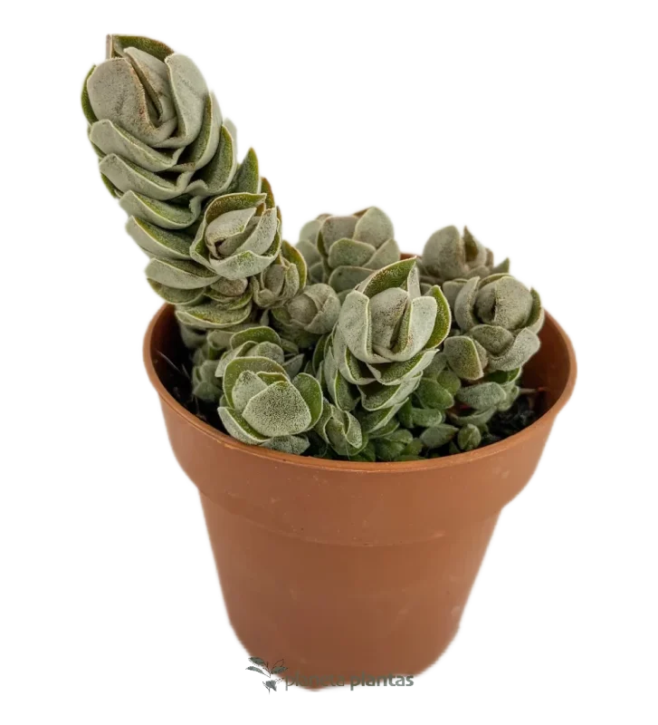 Crassula-Elfenbein-Pagode