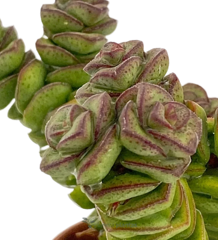 Jade-Halskette – (Crassula-Jade-Halskette) — Hauptfoto