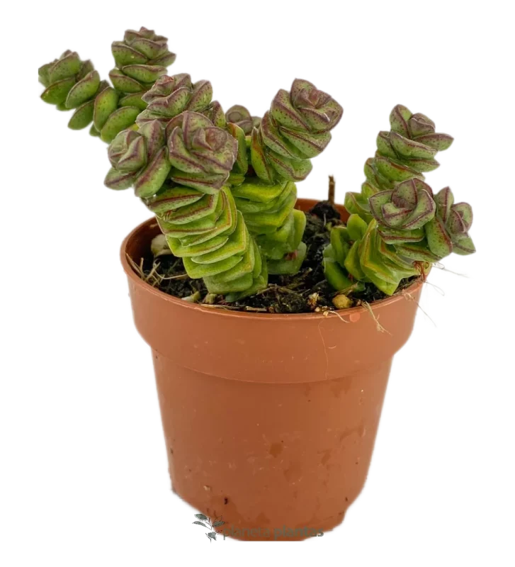 Jade-Halskette – (Crassula-Jade-Halskette)