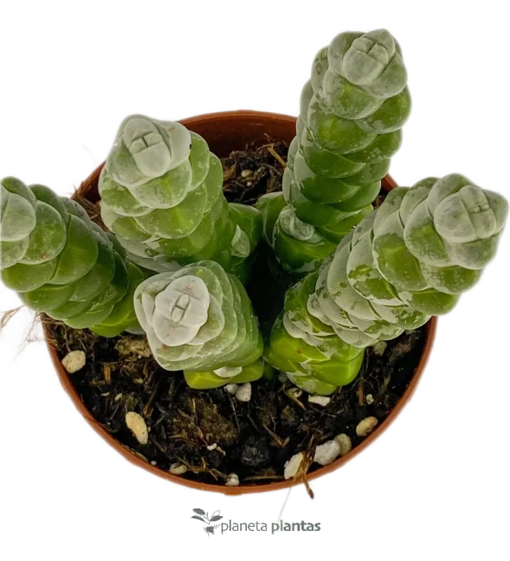 Crassula Moonglow — Hauptfoto