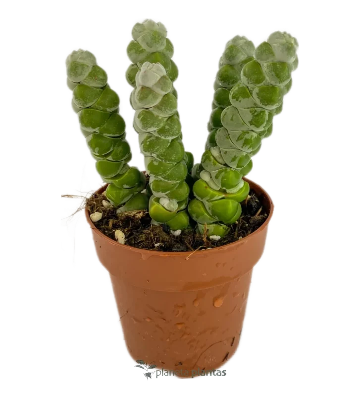 Crassula Moonglow