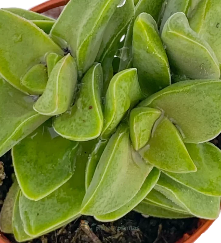 Crassula Spring Time Mod B — Hauptfoto