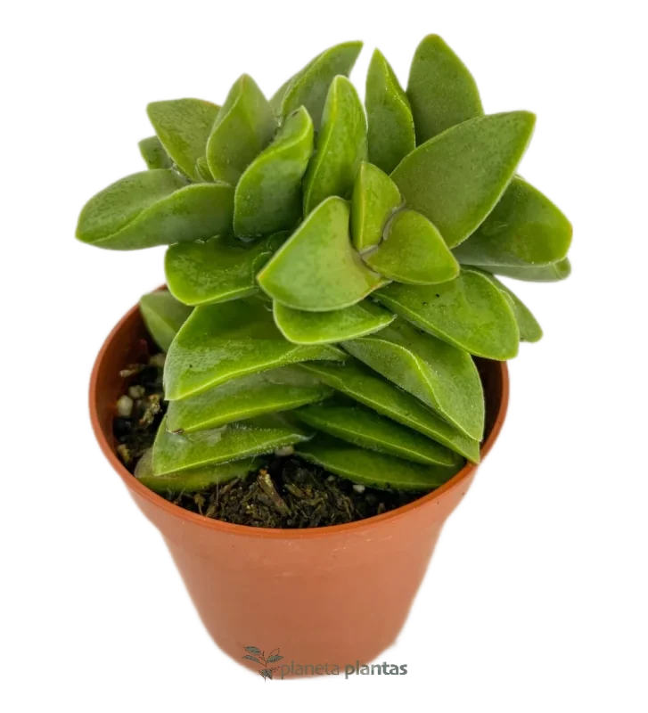 Crassula Spring Time Mod B
