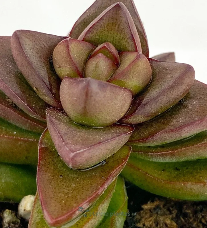 Crassula Spring Time Mod C — Hauptfoto