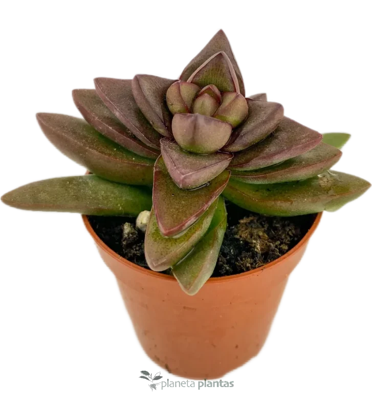 Crassula Spring Time Mod C