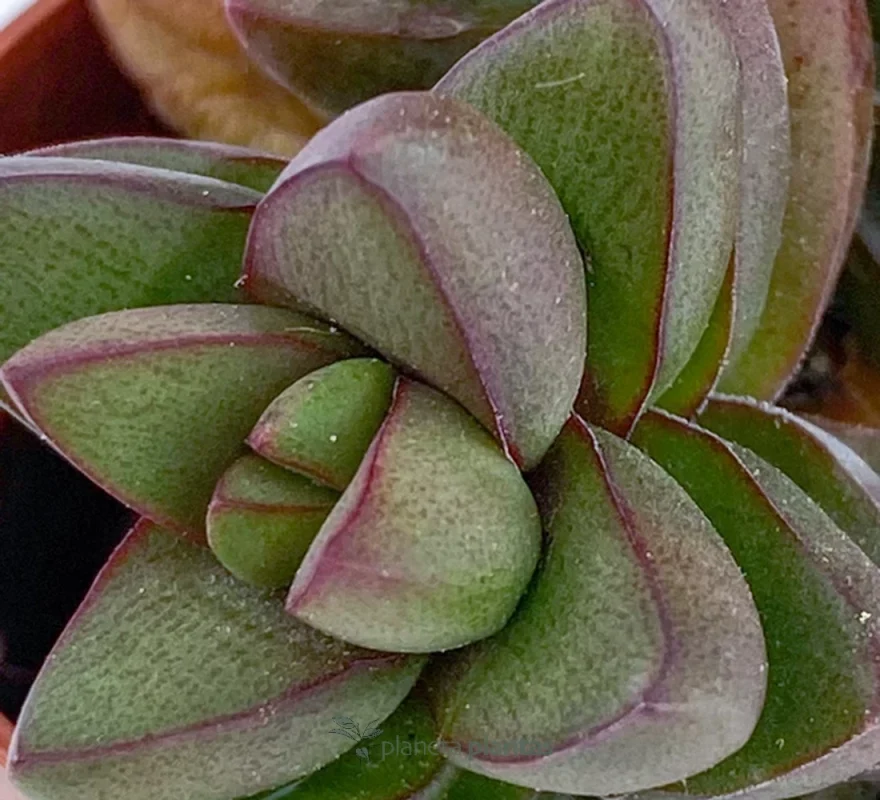 Crassula Spring Time Mod A — Hauptfoto