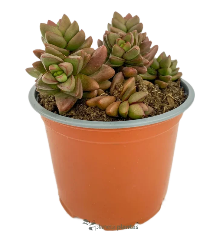 Crassula Spring Time Mod A