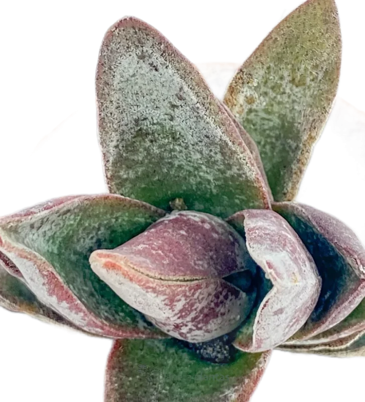 Münzpflanze - (Crassula Perfoliata Var. Falcata) — Hauptfoto