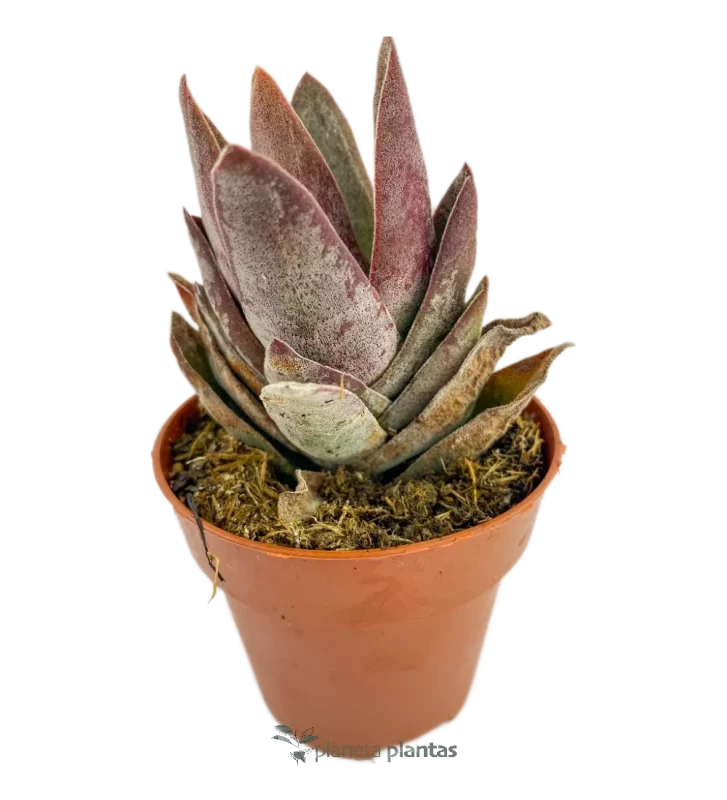 Münzpflanze - (Crassula Perfoliata Var. Falcata)