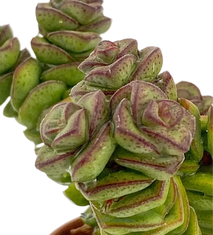 Perlenkette - (Crassula Perforata) — Hauptfoto