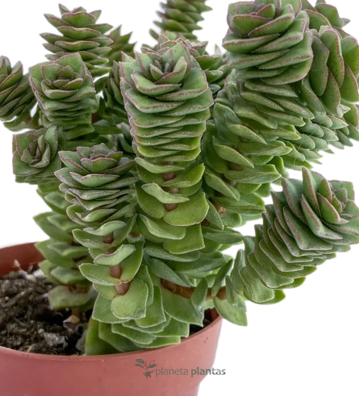 Perlenkette - (Crassula Perforata)