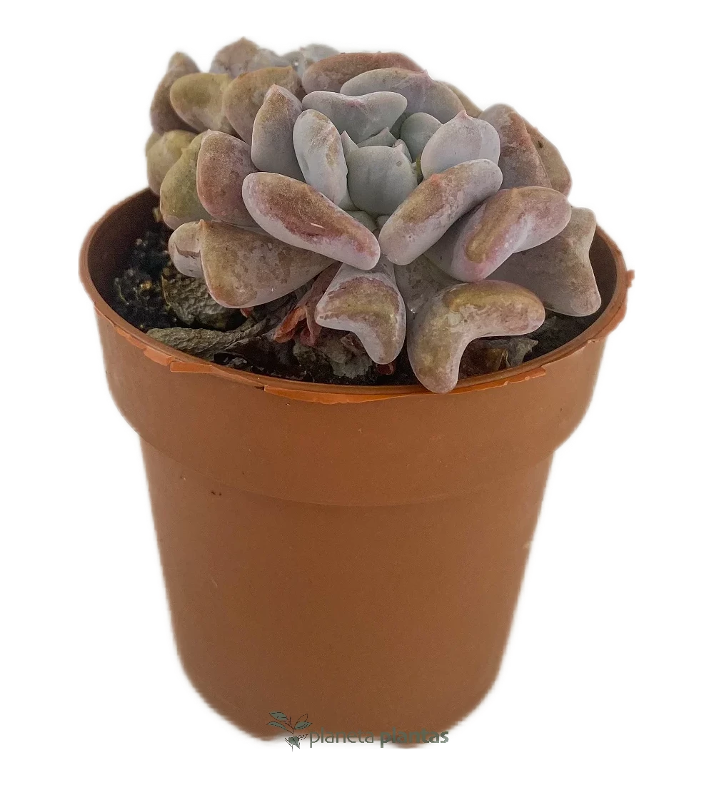 Eselsohr – (Echeveria Cubic Frost)