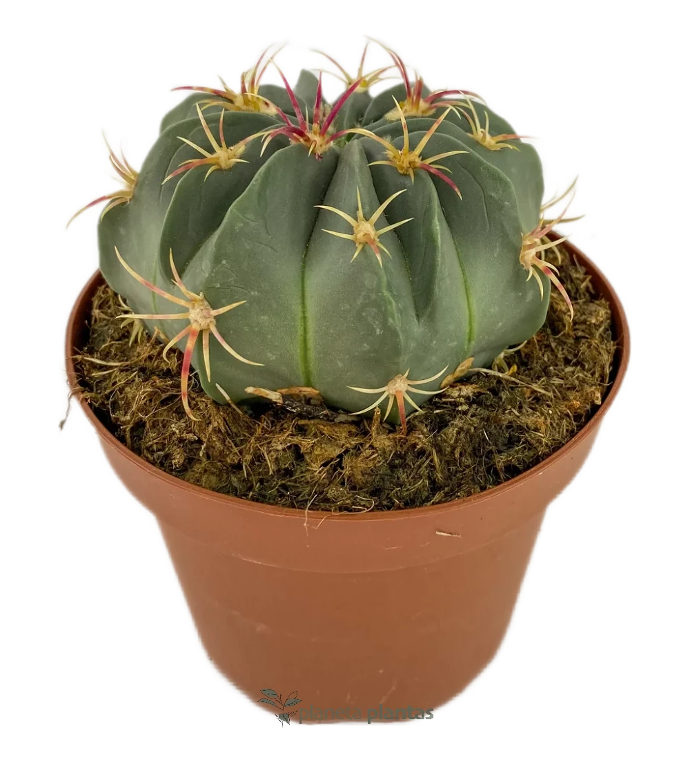 Echinocactus Texensis