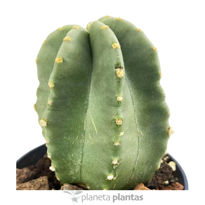 Echinocereus Coccineus — Hauptfoto