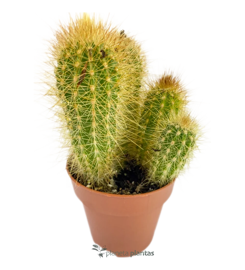 Igelkaktus - (Echinopsis Candicans)