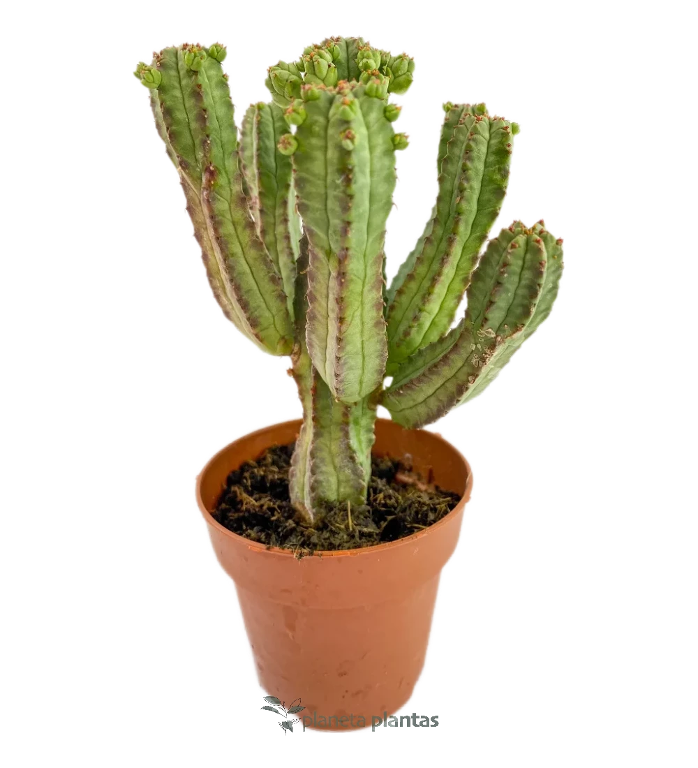 Maiskolbenkaktus - (Euphorbia Mammillaris)