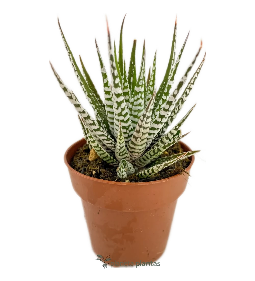 Zebrapflanze - (Haworthiopsis fasciata)