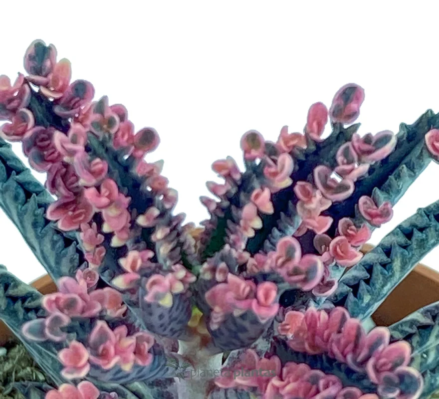 Glücksbaum - (Kalanchoe Daigremontiana) — Hauptfoto