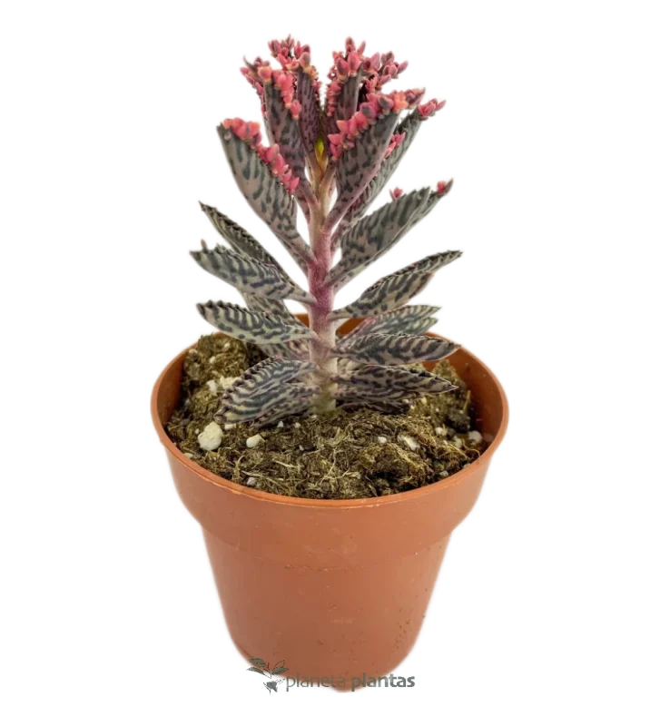 Glücksbaum - (Kalanchoe Daigremontiana)