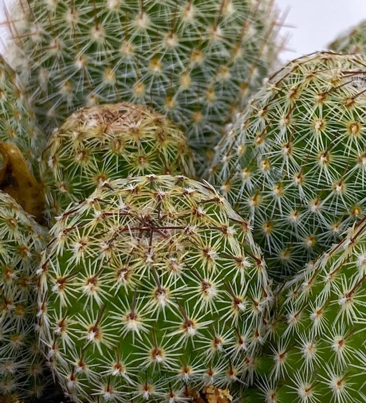 Mammillaria elongata — Hauptfoto
