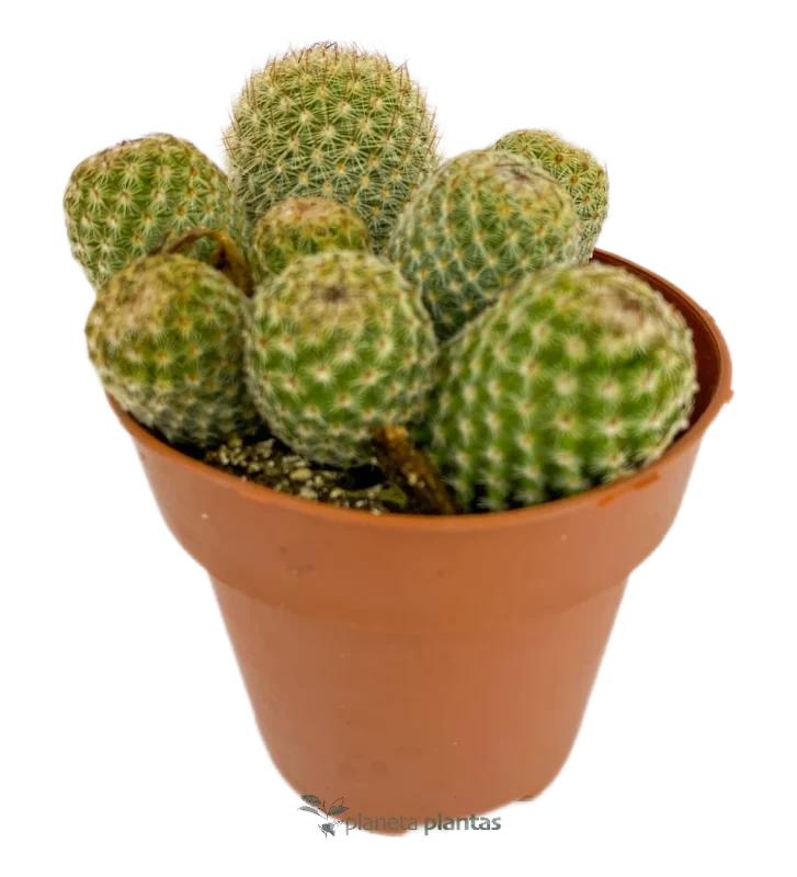 Mammillaria elongata