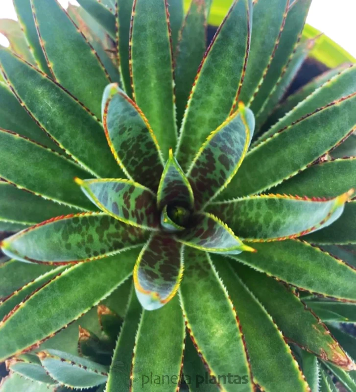 Mangave BloodSpot — Hauptfoto