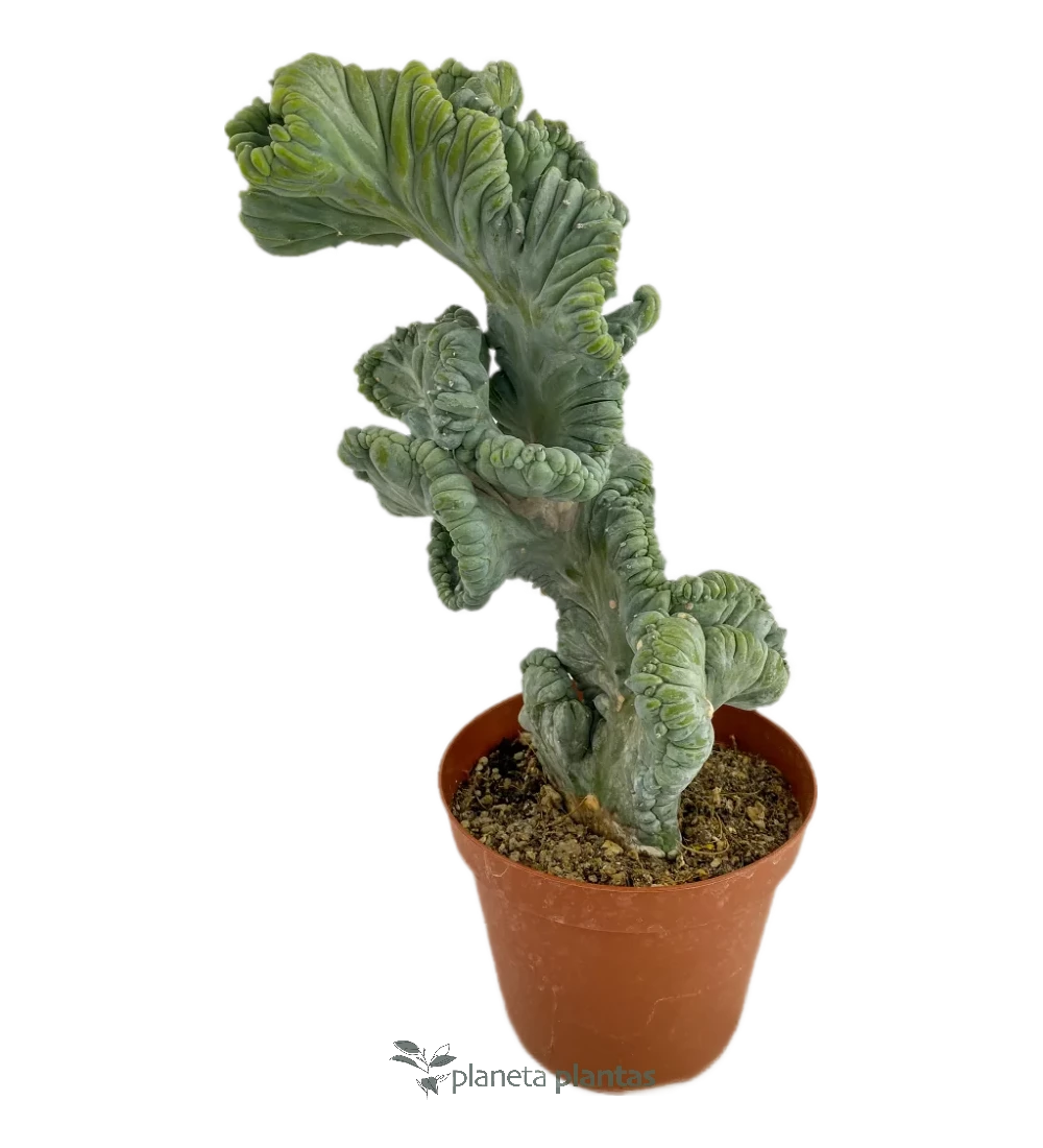 Myrtillocactus Geometrizans