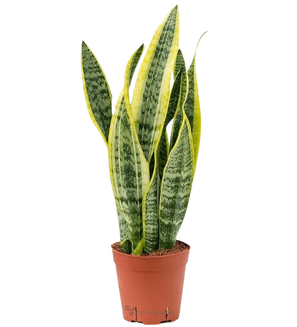 Schwiegermutterzunge (Sansevieria trifasciata) Größe L
