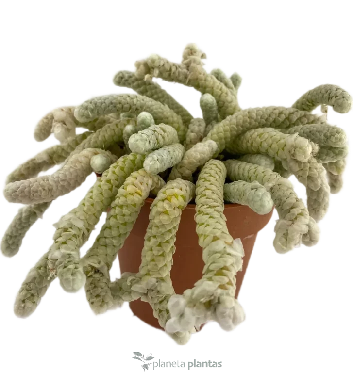Avonia papyracea
