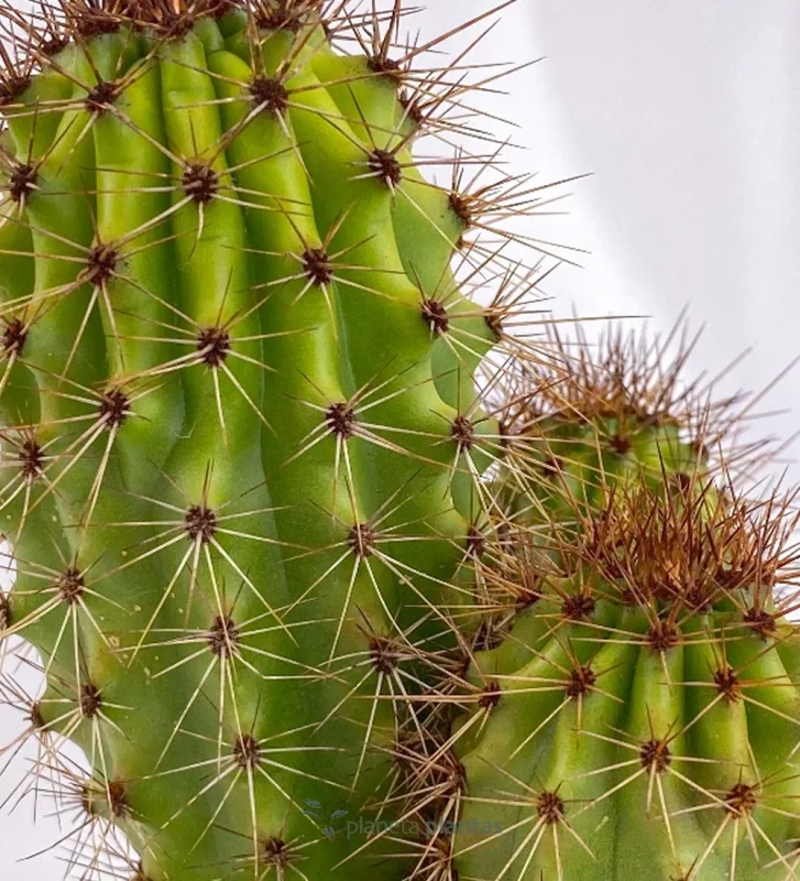 Süße Pitaya - (Stenocereus Thurberi) — Hauptfoto