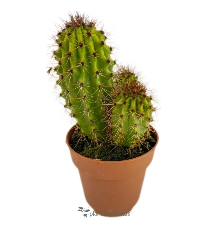 Süße Pitaya - (Stenocereus Thurberi)