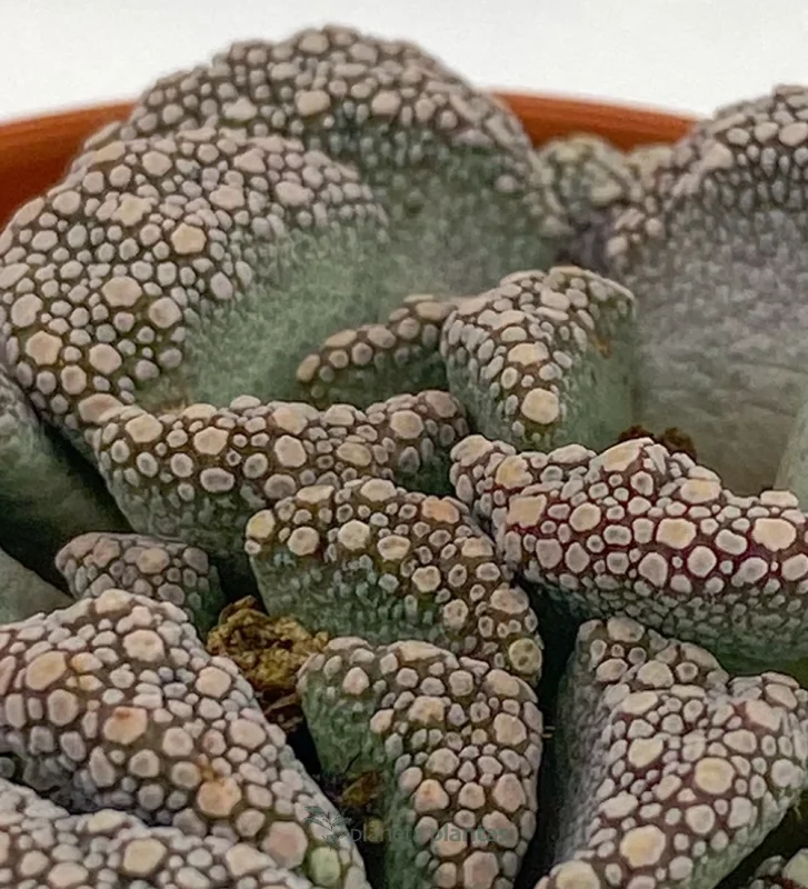 Titanopsis Calcarea – Klein — Hauptfoto