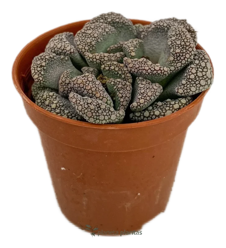 Titanopsis Calcarea – Klein