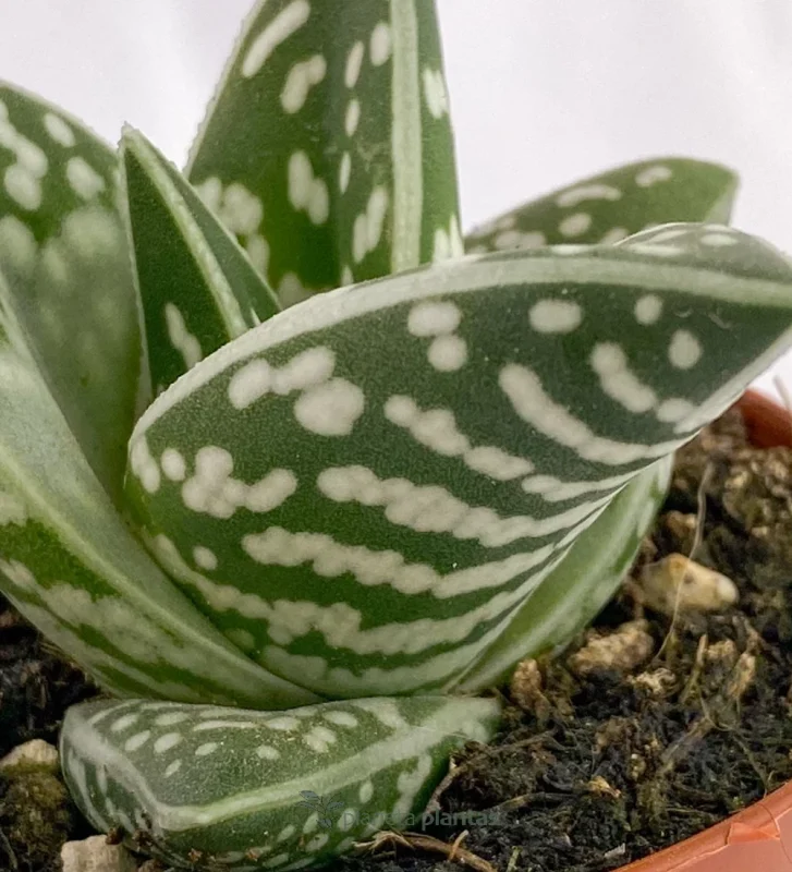 Tiger-Aloe - (Aloe Variegata) — Hauptfoto