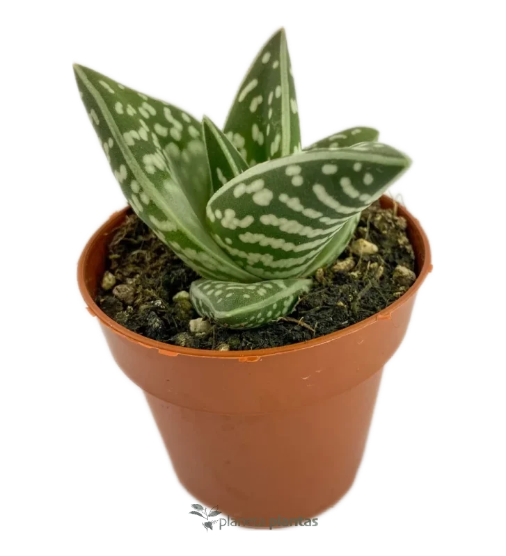 Tiger-Aloe - (Aloe Variegata)