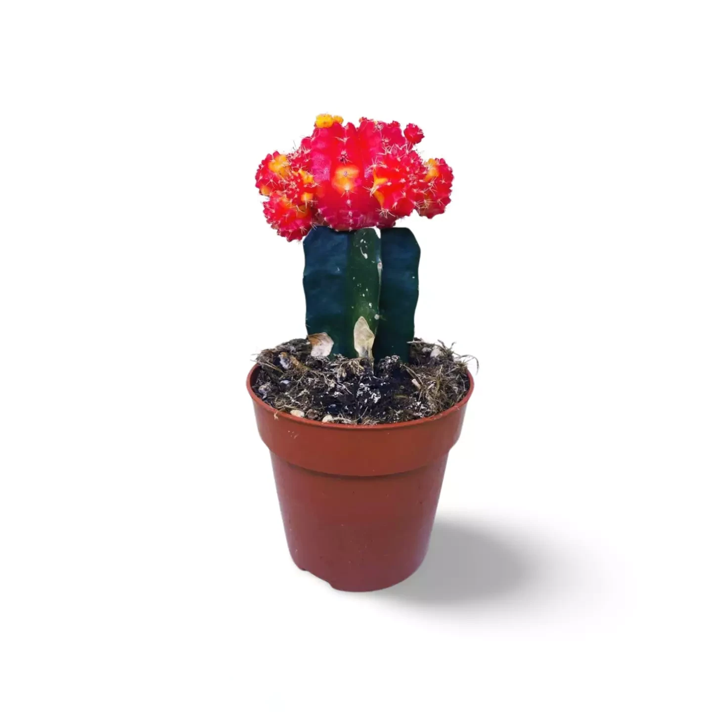 Kaktus Gymnocalycium gepfropfter roter Mond